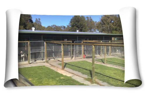 Home - The Paw House Boarding Kennel - Dog boarding kennels in